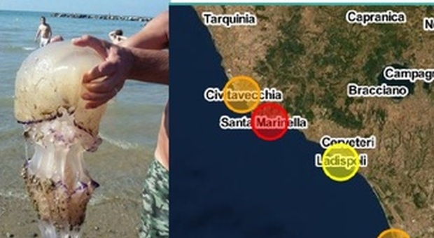 Da Venezia alla Calabria, le meduse invadono i mari italiani: le aree a rischio