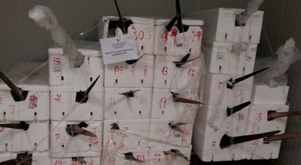 Maxi sequestro di pesce spada: 500 chili per un valore di 7mila euro
