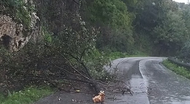 Maltempo: temporali nel Frusinate, vento abbatte alberi