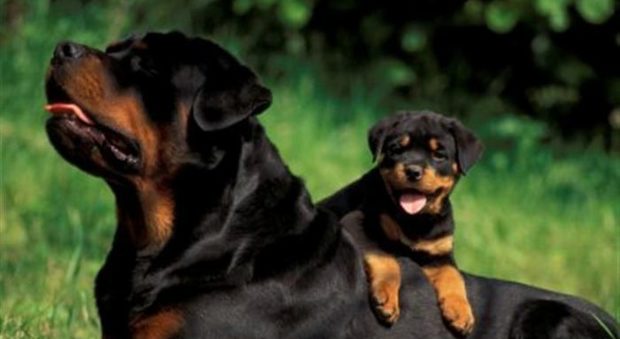 Due cani di razza rottweiler