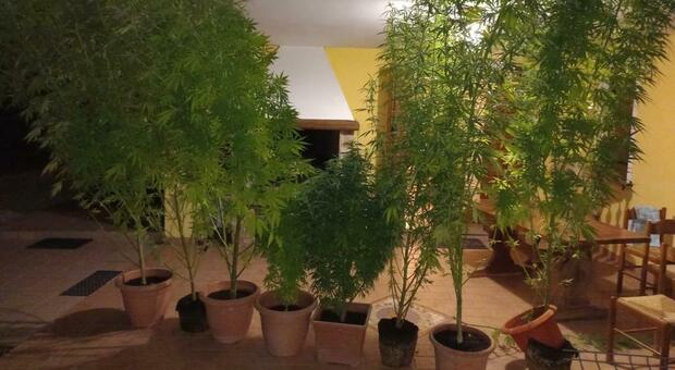 Otto piante di cannabis