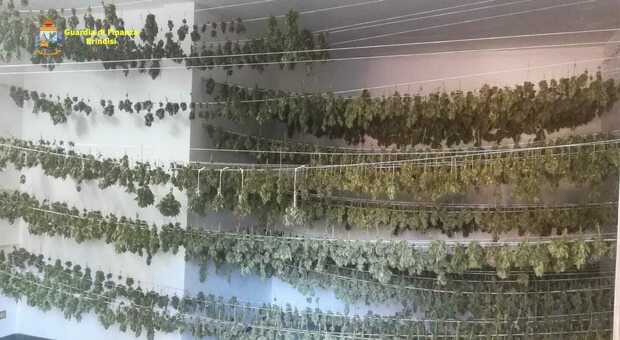Scoperta una vasta piantagione di marijuana: due arresti