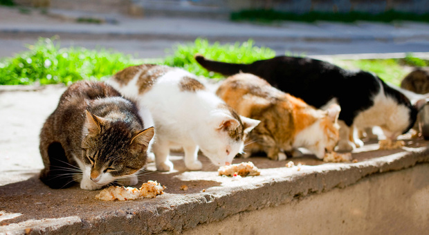 In casa con 50 gatti, famiglia in condizioni precarie. Il sindaco: «Saranno portati al gattile»