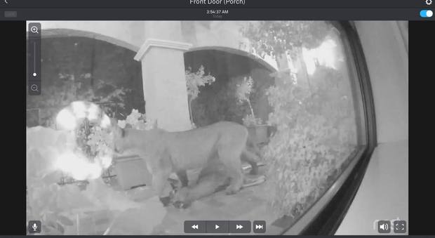 Puma sulla veranda di casa: il cervo sbranato in diretta Video
