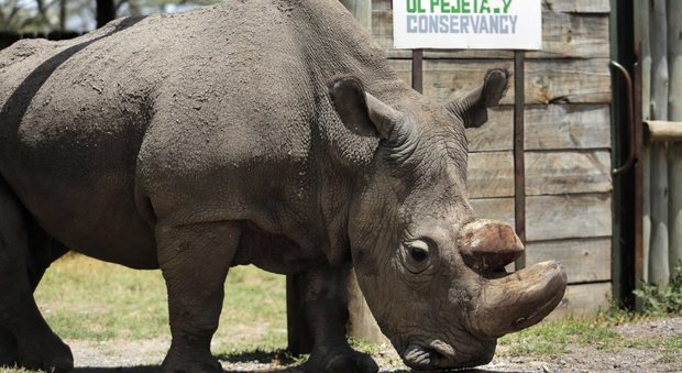 Kenya, morto Sudan: l'ultimo rinoceronte bianco