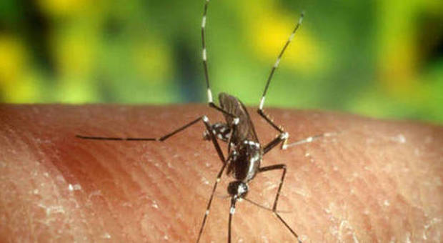 Zanzare, droni e trappole aeree per combattere le epidemie