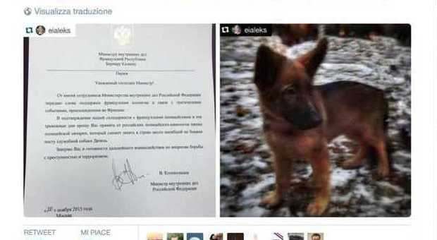 'Dobrynia', il cucciolo donato dalla Russia ​alla Francia dopo la scomparsa di Diesel