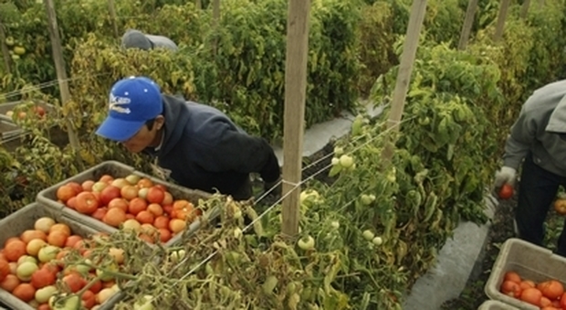 Agricoltura, nuovi bandi per 1,8 miliardi in Campania