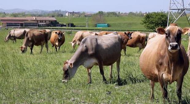 Roma, Montanari: «Dopo le pecore tagliaerba pronte anche le mucche»