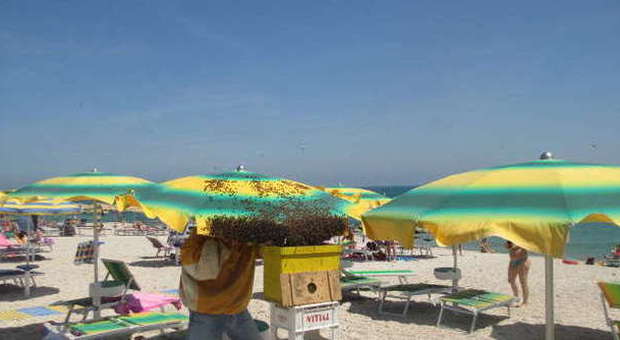 Sciame di api in spiaggia Bagnanti in fuga e panico