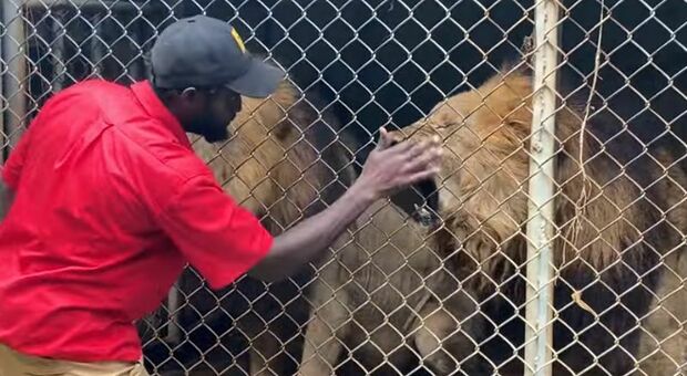 Custode di uno zoo infastidice il leone che gli stacca il dito a morsi davanti ai turisti