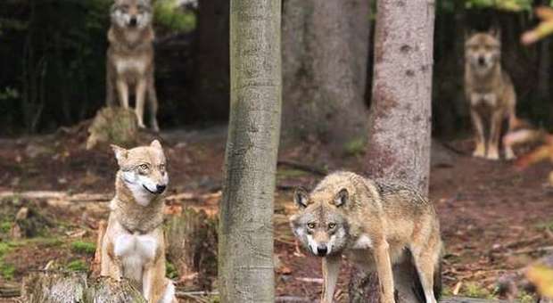 Comitiva a tavola in un agriturismo All'improvviso arrivano i lupi
