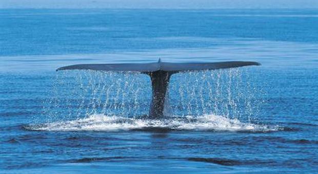 Branco di balene resta incagliato, salvate da decine di bagnanti