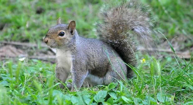Emilia Romagna: «Gli scoiattoli grigi vanno eliminati» Protestano gli animalisti