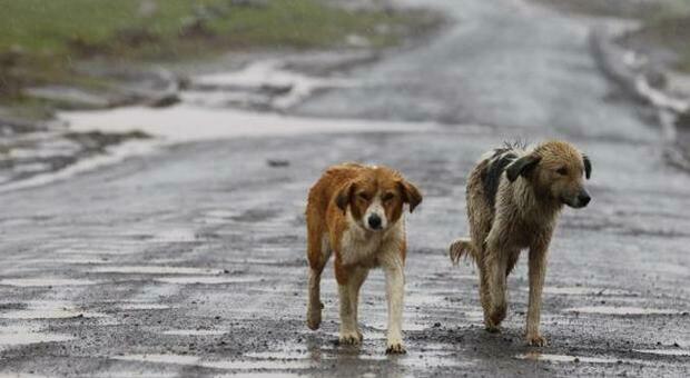 Nel mondo 200 milioni di cani randagi, più abbandoni nel periodo estivo: l'invito è ad adottare