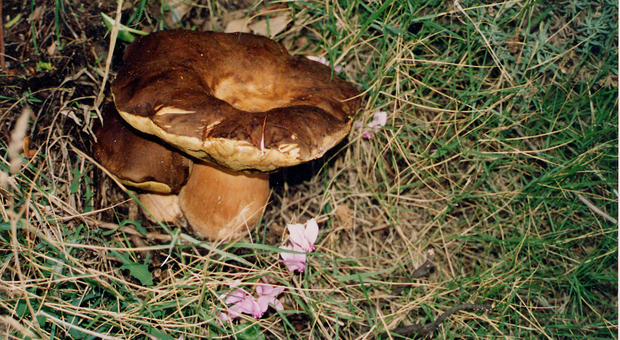 Fortunata scoperta di un cercatore di funghi nel bosco
