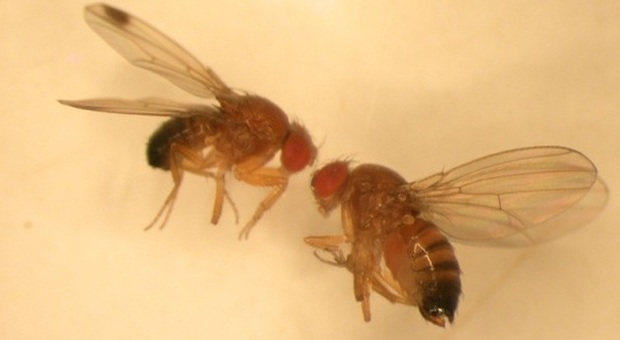 il moscerino Drosophila suzukii