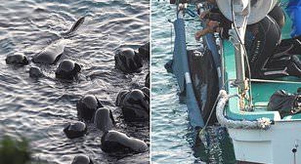 Famiglia di delfini massacrata in Giappone: prima della strage la madre conforta i piccoli Video