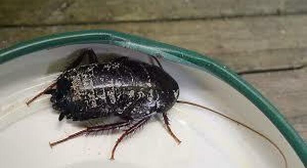 San Valentino, scarafaggi con il nome dell'ex in vendita allo zoo: «Li daremo in pasto ai nostri animali»