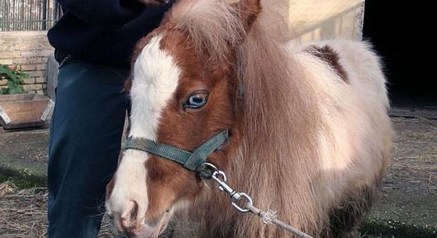 Brindisi, il pony è un animale da compagnia e si può tenere in casa: il Tar accoglie il ricorso di un anziano solo