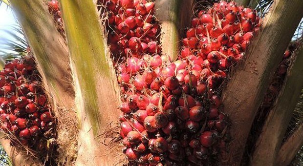 Il marchio Selfridges dice addio all'olio di palma: «Eliminato da tutti i nostri prodotti»