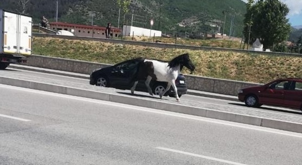 Pony a spasso in città, bloccato con l'intervento della Polizia
