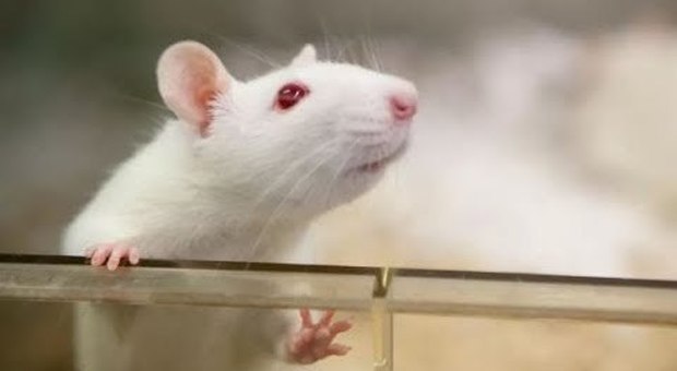 Gli scienziati insegnano ai topi a guidare e parcheggiare