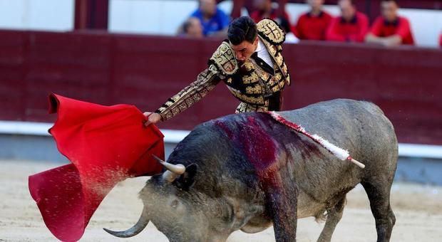 Madrid, dramma alla corrida: ferito gravemente il torero Roman Collado