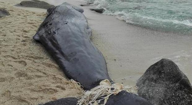 Parghelia, carcassa di giovane capodoglio trovata in spiaggia nel vibonese