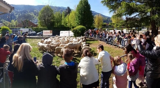 Quindici pecore iscritte a scuola dal sindaco: «Mancano alunni, così non tagliamo le classi»