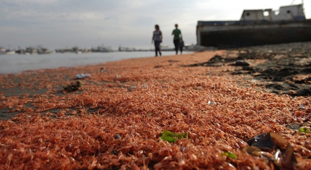 L'ecatombe dei gamberetti, migliaia ritrovati sulla spiaggia di Ischia: «Non mangiateli»