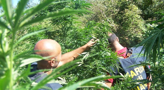 Dai Lattari al Salernitano: preso con mille piante di marijuana