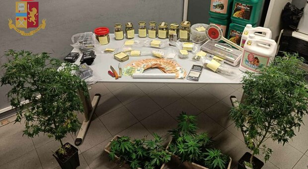 Serra per la coltivazione di marijuana in camera da letto: tradito dalla "puzza", arrestato