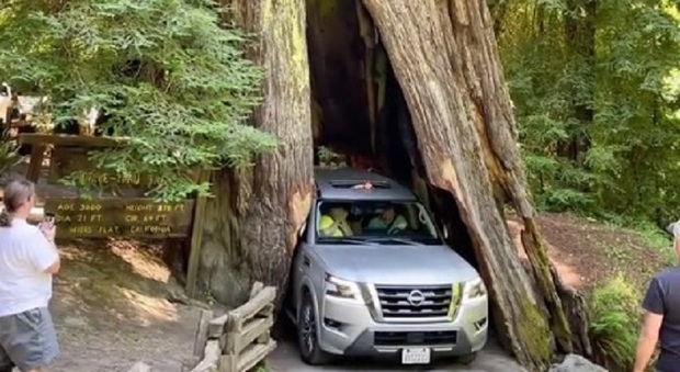 Suv cerca di passare "dentro" una sequoia gigante: il video è virale