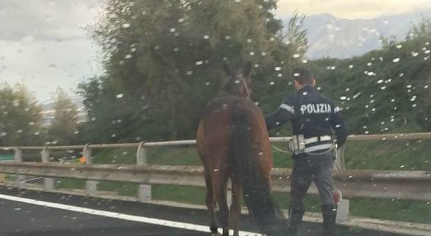 Napoli. Cavalli in Tangenziale, gli agenti della polizia stradale si trasformano in fantini