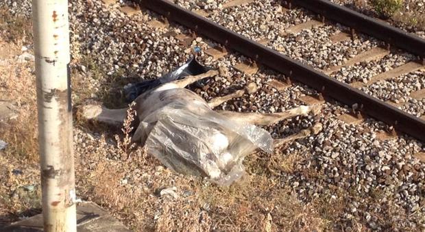 Cavallo morto sui binari della stazione di Nocera Superiore: è giallo