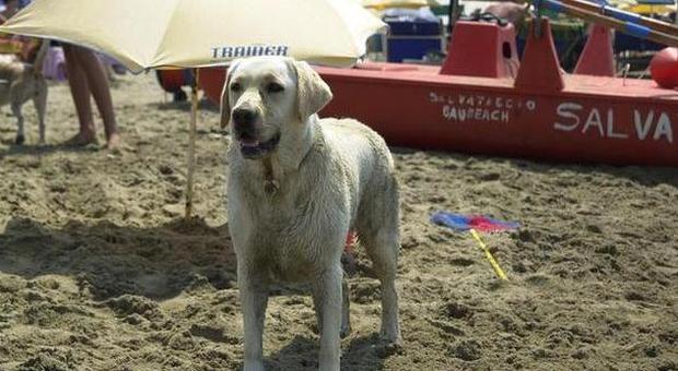 Fano, in spiaggia arrivano i cani baywatch Labrador e pastori tedeschi come bagnini