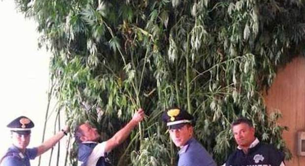 "Coltivatori diretti" di droga: 25 kg marijuana nel campo di granturco