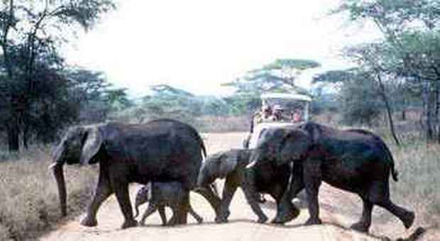 Elefanti nel parco del Serengeti