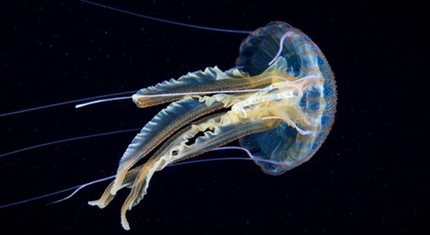 Muore a 17 anni una settimana dopo essere stato colpito da una medusa: «È l'esemplare più velenoso al mondo»