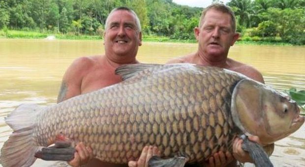 Carpa record pescata in Thailandia pesa 61 chili