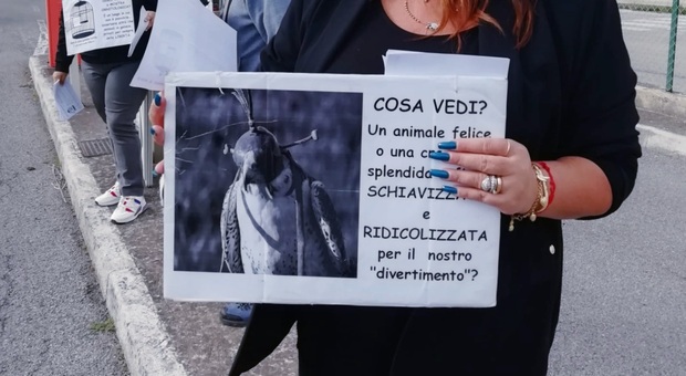 Mostra ornitologica internazionale, la protesta degli animalisti di Salerno