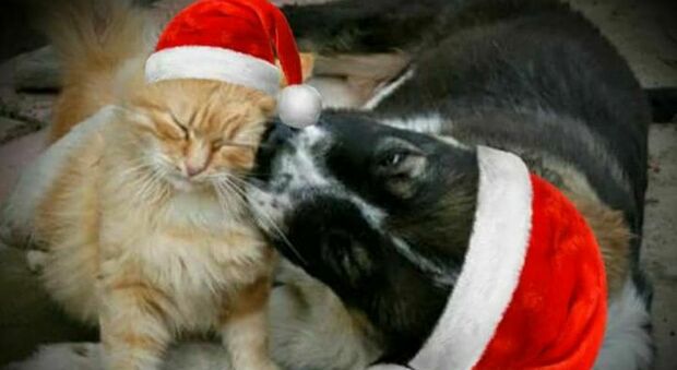 Botti di Capodanno, ecco come proteggere i propri amici animali. I consigli di Aidaa