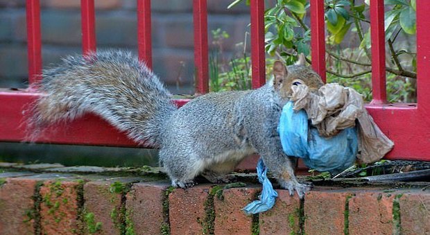 Fotografato scoiattolo mentre raccoglie plastica per costruirsi casa
