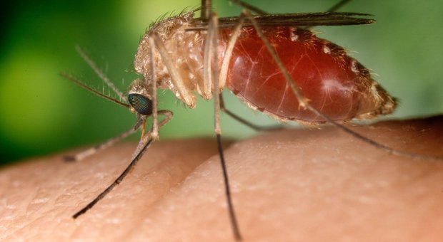 Le zanzare trasmettono il virus