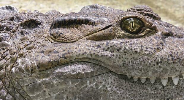 Donna cade nel lago del campo di golf e viene uccisa da due alligatori: choc in Florida FOTO