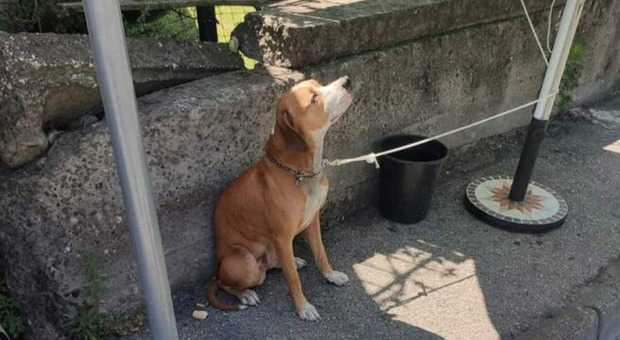 Boscoreale, legano il cane a un palo in strada e lo abbandonano sotto il sole cocente: salvato dai vigili urbani