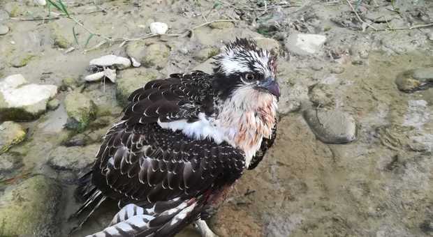 Un raro falco pescatore ferito da una fucilata: denuncia degli animalisti