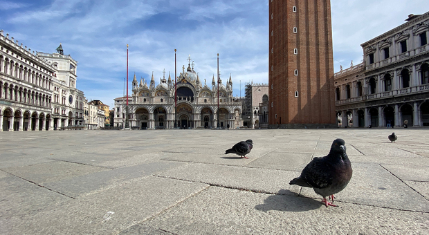 Colombi in piazza San Marco a Venezia, una presenza costante già nel 1700
