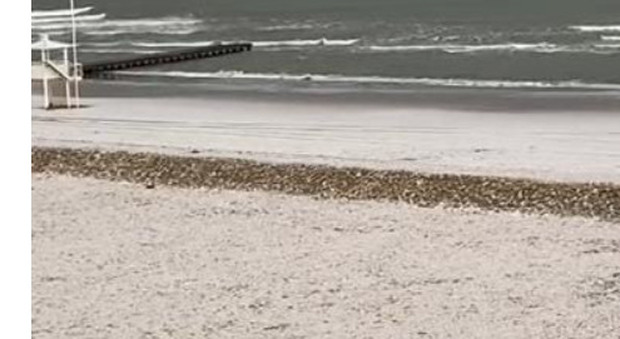 La spiaggia di Jesolo imbiancata come appare oggi 19 gennaio